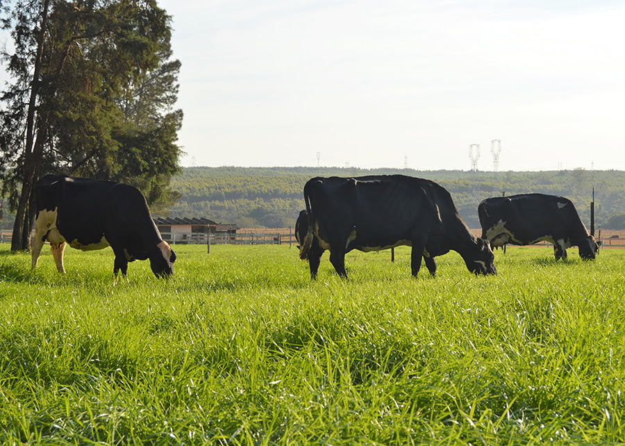 Embrapa divulga estudo sobre a pecuária leiteira no Brasil