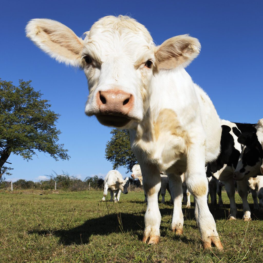 suplementação para vacas de leite