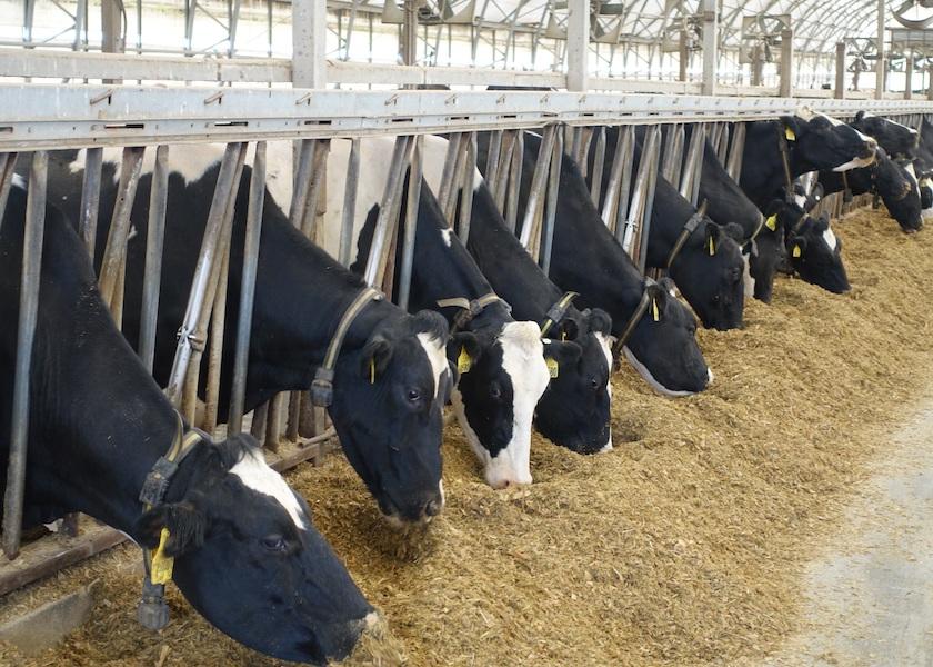 Metionina na alimentação das vacas leiteiras