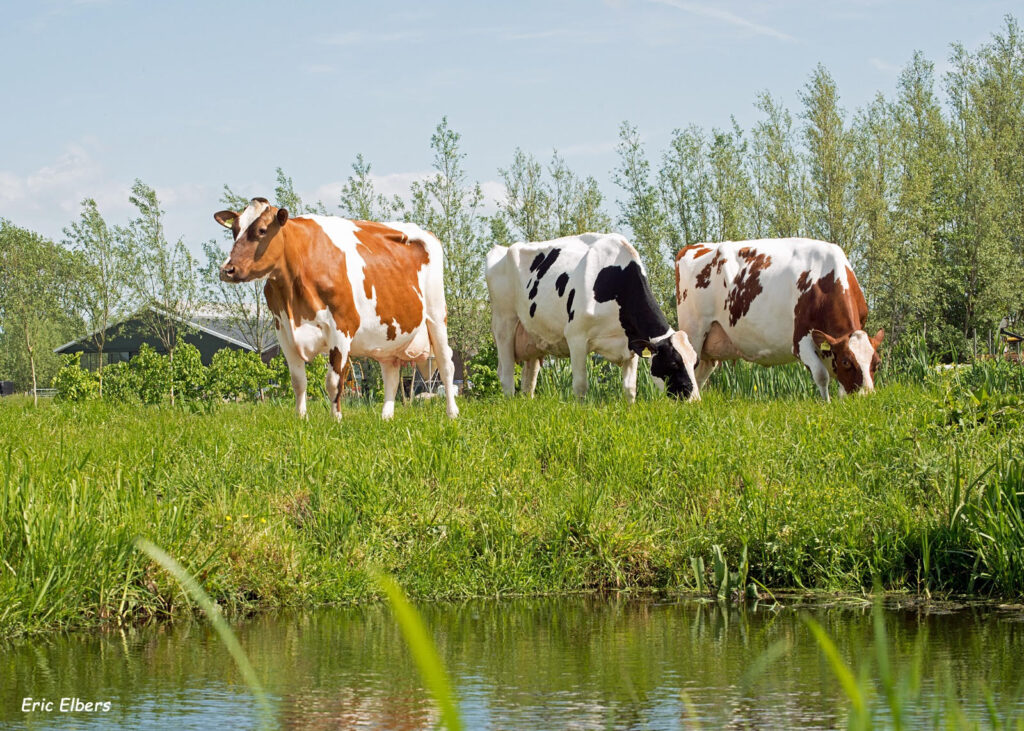 Gordura hidrogenada é excelente ferramenta para melhorar o desempenho das vacas leiteiras