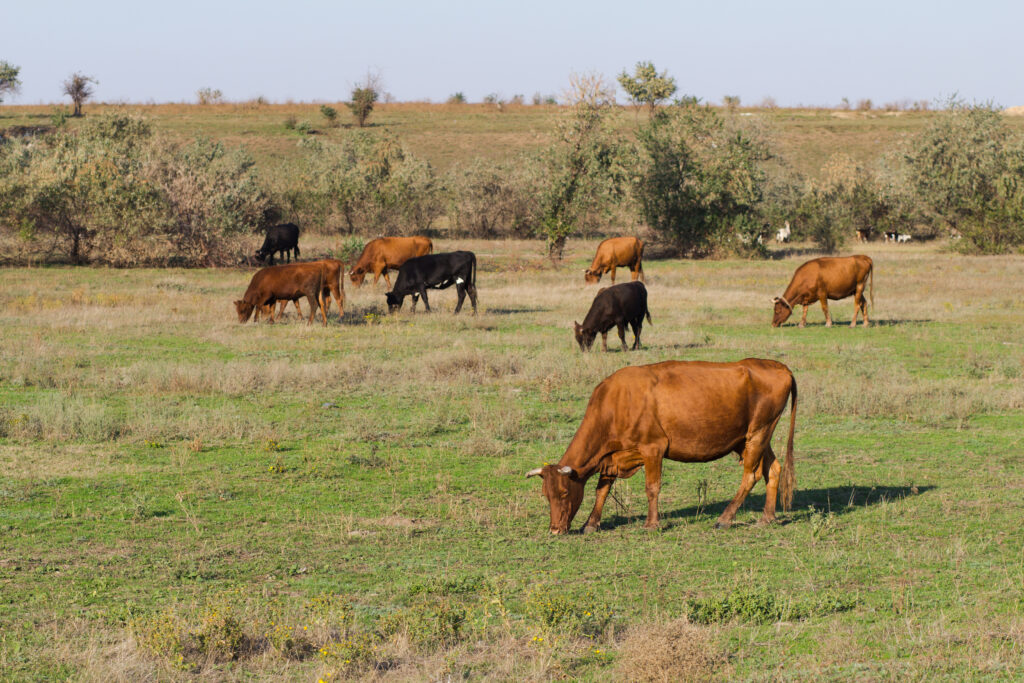 Sindilat e Embrapa Gado de Leite promovem workshop focado nos Sistemas Típicos de Produção de Leite