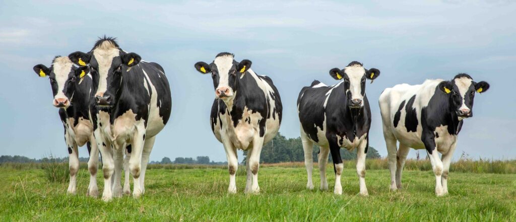IZ realiza cursos voltados a bovinocultura leiteira