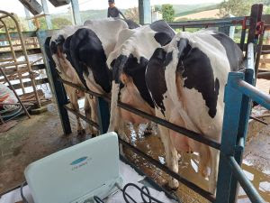 Fazenda de leite mostra como gestão de dados e benchmarking impulsionaram sua produção