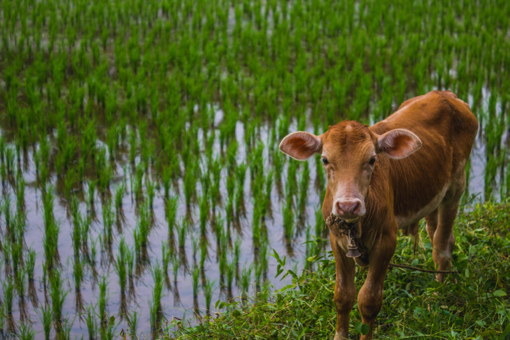 Períodos úmidos são ideais para a proliferação de mastite ambiental e contagiosa