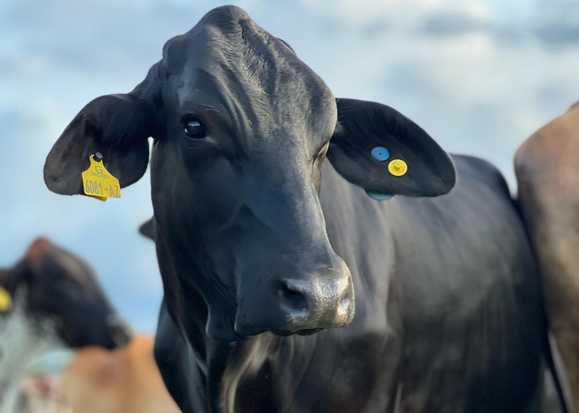 Pesquisa usa genômica para enfrentar efeitos climáticos em gado leiteiro