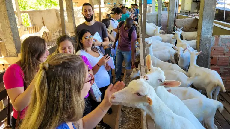 Pesquisa da EPAMIG ILCT vai caracterizar os leites de cabra e ovelha produzidos em Minas Gerais