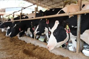 Produtores de Leite Ganham Acesso a Tecnologia de Ponta com Parceria COWMED e CCPR