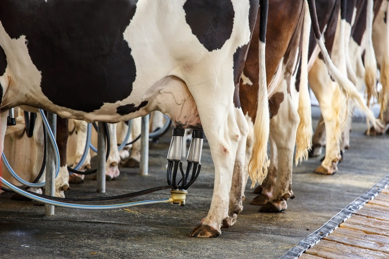 A revolução na nutrição de gado leiteiro através de aminoácidos