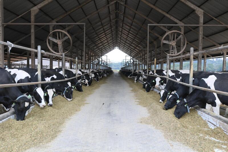 Mais conforto e produtividade para as vacas leiteiras