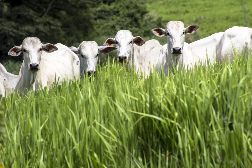 ESTIAGEM: Parceria entre indústria e produtores de leite garante produtividade do pasto, mesmo em períodos de seca