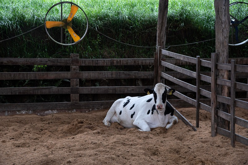 SINDILAT/RS lança cartilha com orientações para o bem-estar animal no verão, em parceria com a UPF