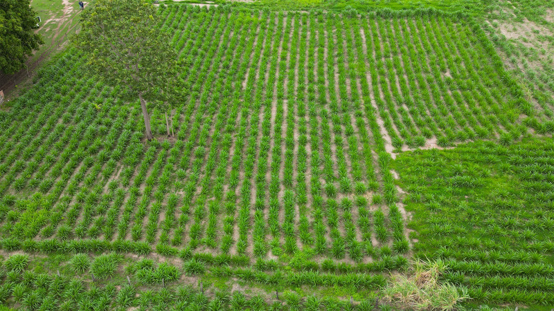 Biolodo aumenta produtividade em pequenas propriedades rurais de Cuiabá