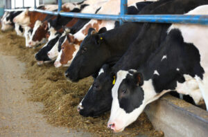 Programação oficial do Milk Summit Brazil 2025 será lançada no Dia Nacional do Produtor de Leite