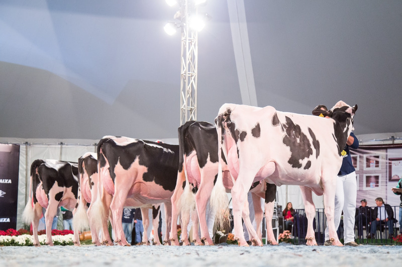 Programação do Agroleite 2025 contará com leilão virtual de animais