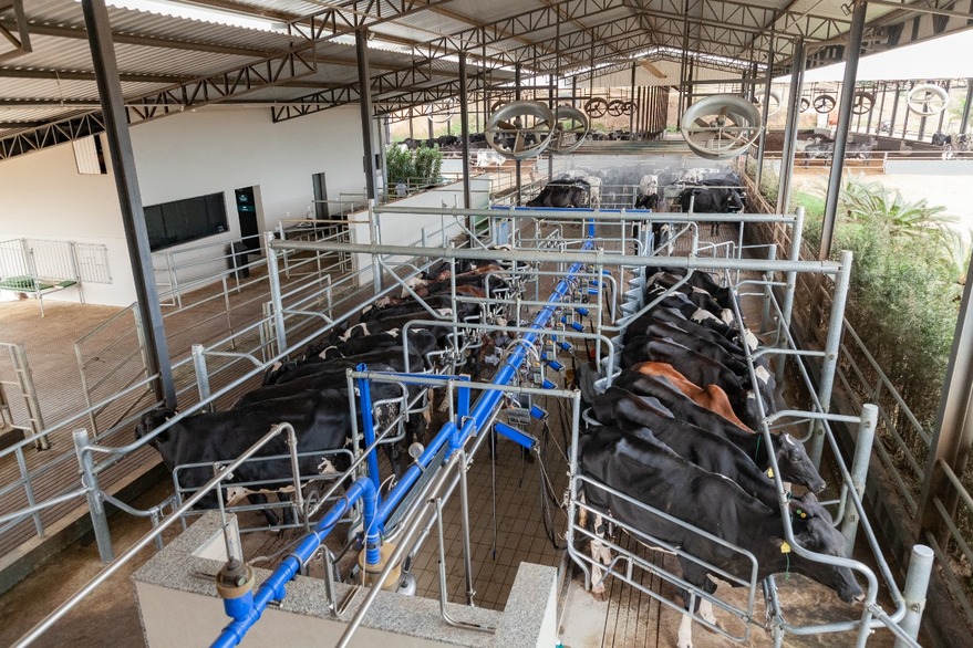 Centro de excelência genética em gado Girolando, Fazenda SJ Lalu mira expansão