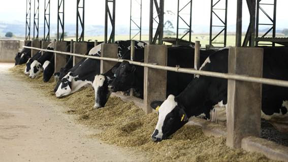 Recertificada como B Corp, Danone Brasil revela avanços acima da meta para redução de metano com programa de agricultura regenerativa