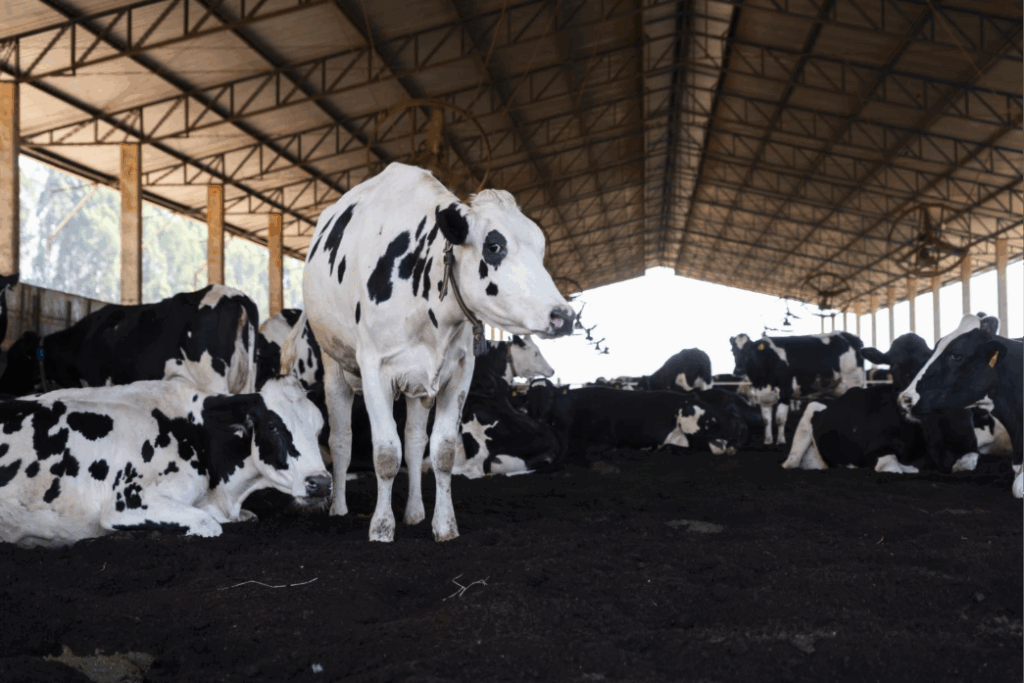 Danone avança na redução das emissões de CO2 e pretende levar iniciativa de agricultura regenerativa para a COP30