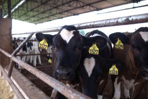 Nestlé e Banco do Brasil firma parceria de R$ 100 mi para promover agro regenerativa e acelerar descarbonização em fazendas parceiras Nature por Ninho