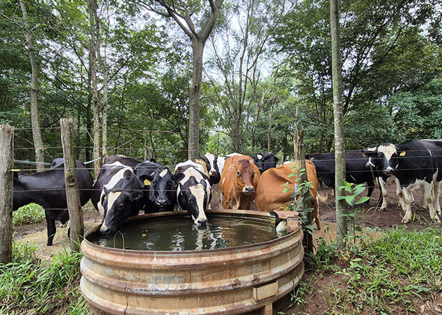Aquecimento global e práticas de manejo impactam pegada hídrica na produção leiteira