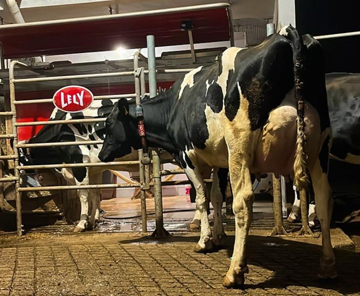 Pesquisa com 13,8 mil fazendas revela que automação no cocho e na ordenha aumenta em média 7,4% a produção de leite