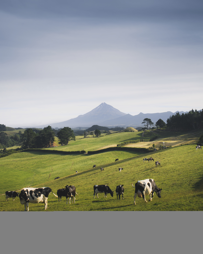 Conseleite indica leite projetado a R$ 2,0560 em janeiro de 2026 no RS