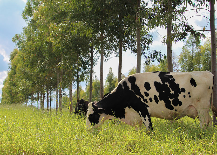 Novos protocolos estabelecem práticas de baixo carbono na produção de laticínios.
