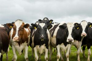 O papel da América do Sul no mercado global de lácteos