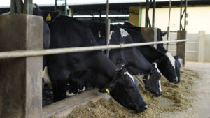 Com agricultura regenerativa na cadeia do leite, Danone avança na Jornada de Impacto ao reduzir pela metade o fator de emissão de CO