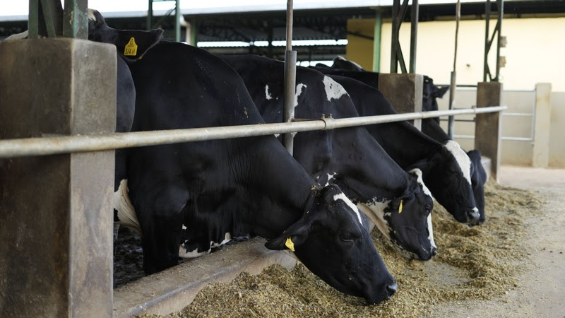 Com agricultura regenerativa na cadeia do leite, Danone avança na Jornada de Impacto ao reduzir pela metade o fator de emissão de CO